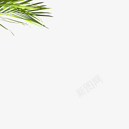 叶子透明绿色植物绿叶png免抠素材_88icon https://88icon.com 绿色植物 绿叶 绿植 叶子