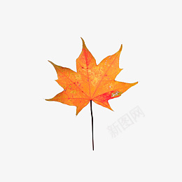 枫叶png透明图层单个png免抠素材_88icon https://88icon.com 枫叶 png 透明图层 单个