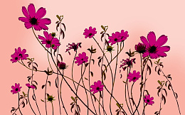 花绘手绘花背景png免抠素材_88icon https://88icon.com 花 花绘 花朵 手绘花