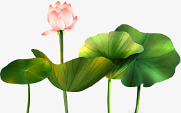 夏天绿色清新荷叶元素png免抠素材_88icon https://88icon.com 夏天 绿色 清新 荷叶 元素