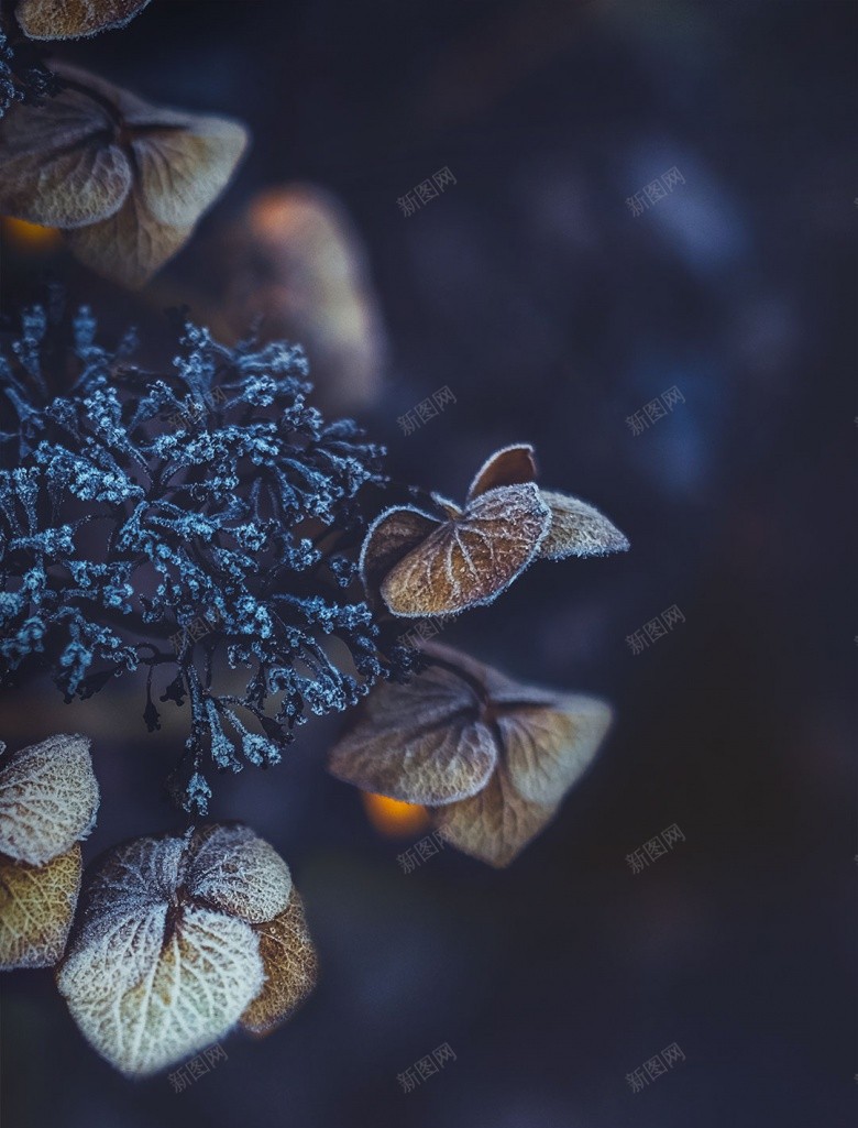 蓝色配图24节气霜降节日十月你好psd设计背景_88icon https://88icon.com 蓝色 配图 节气 霜降 节日 十月 你好