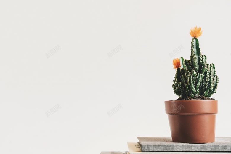 书 植物学的 仙人掌jpg_88icon https://88icon.com 植物 植物学 学的 仙人掌