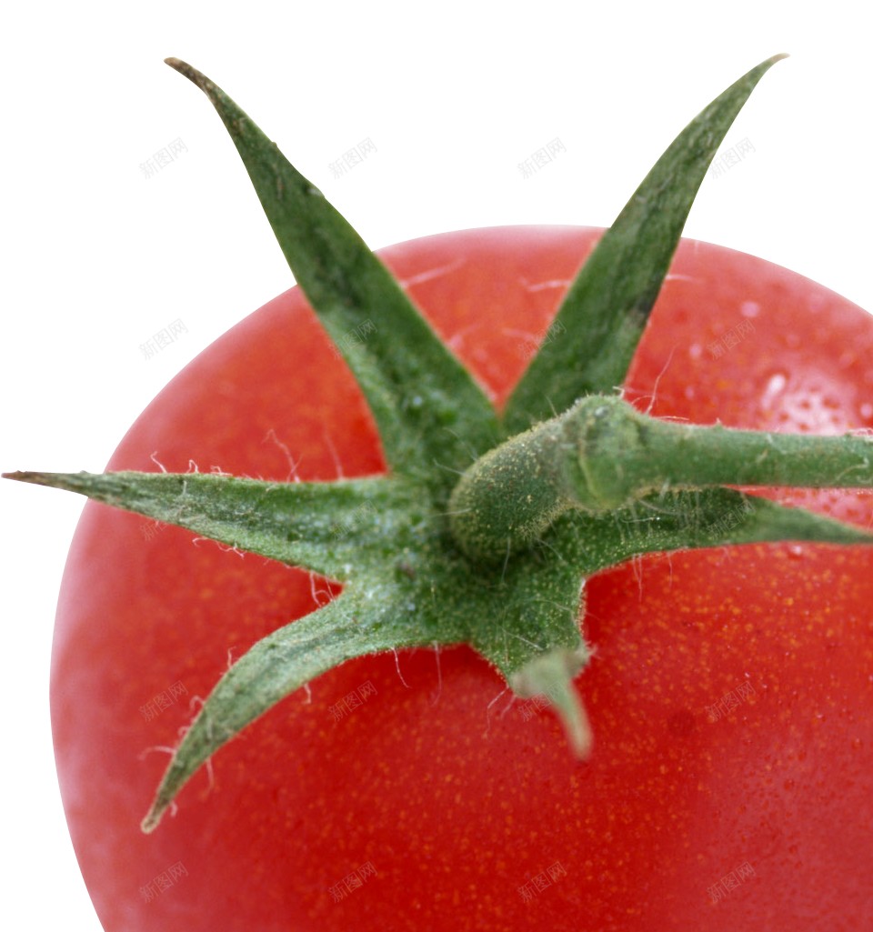 番茄西红柿png免抠素材_88icon https://88icon.com 番茄 西红柿