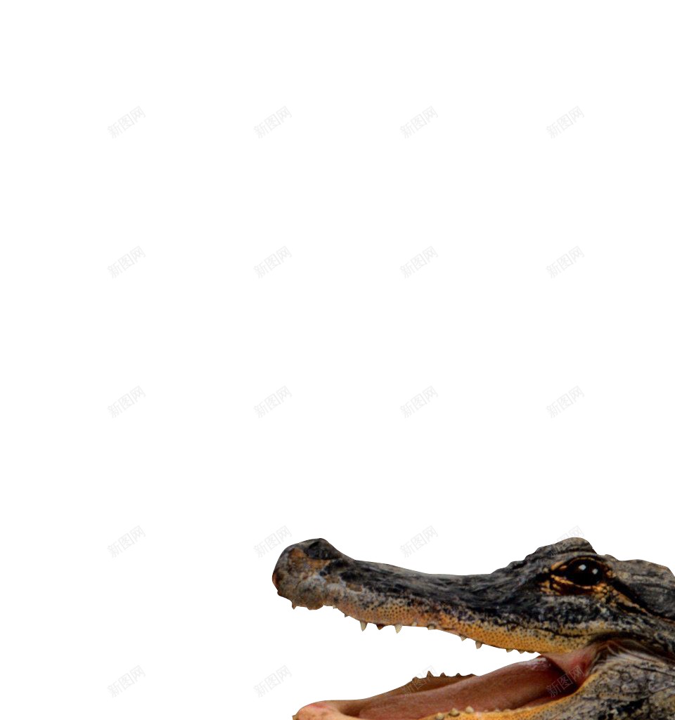 鳄鱼鳄鱼皮png免抠素材_88icon https://88icon.com 鳄鱼 鳄鱼皮