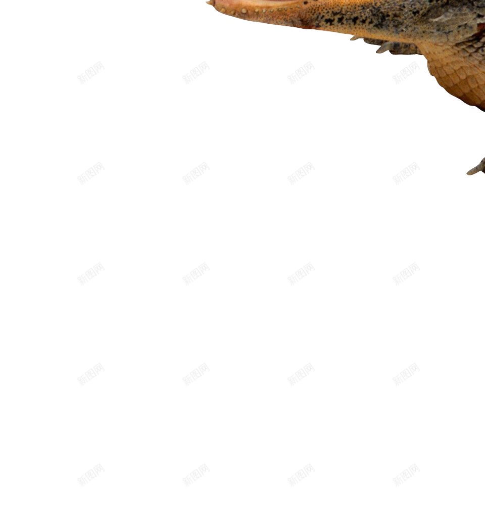 鳄鱼鳄鱼皮png免抠素材_88icon https://88icon.com 鳄鱼 鳄鱼皮