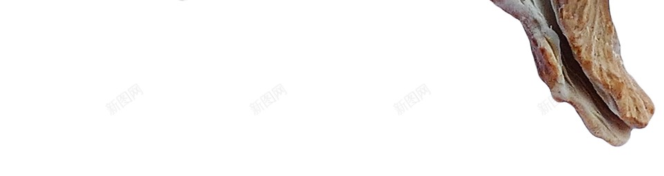 海贝壳png免抠素材_88icon https://88icon.com 海贝壳