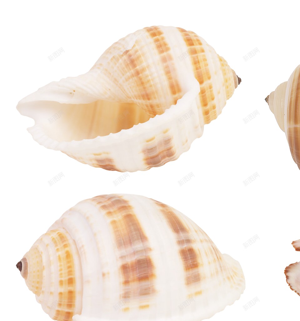 海贝壳png免抠素材_88icon https://88icon.com 海贝壳