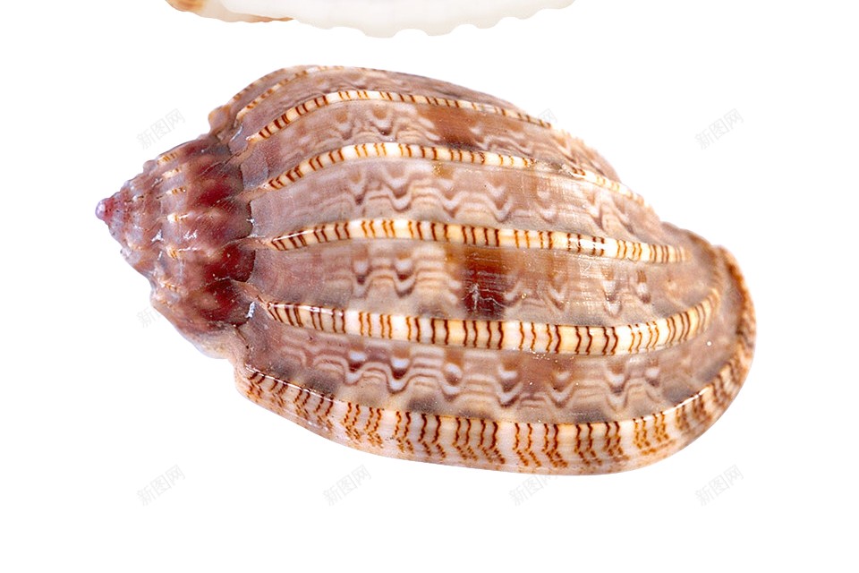 海贝壳png免抠素材_88icon https://88icon.com 海贝壳