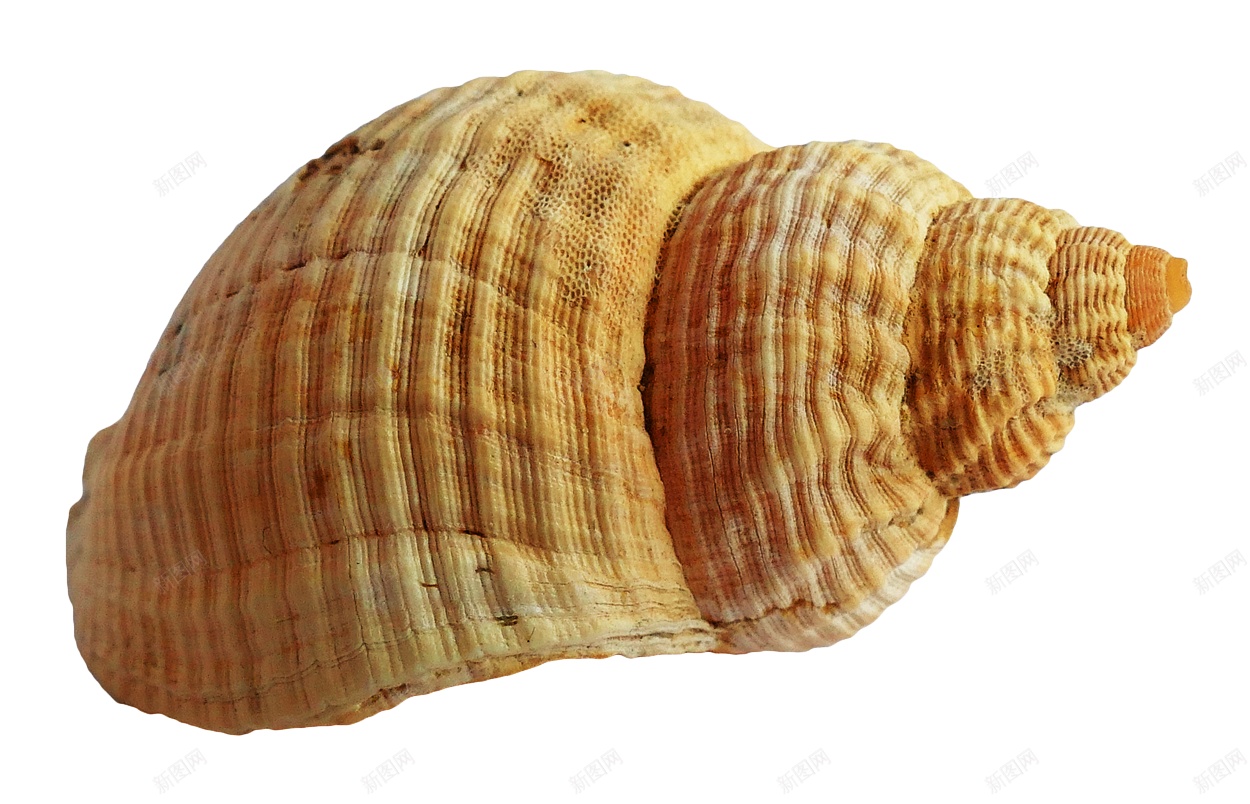 海贝壳png免抠素材_88icon https://88icon.com 海贝壳