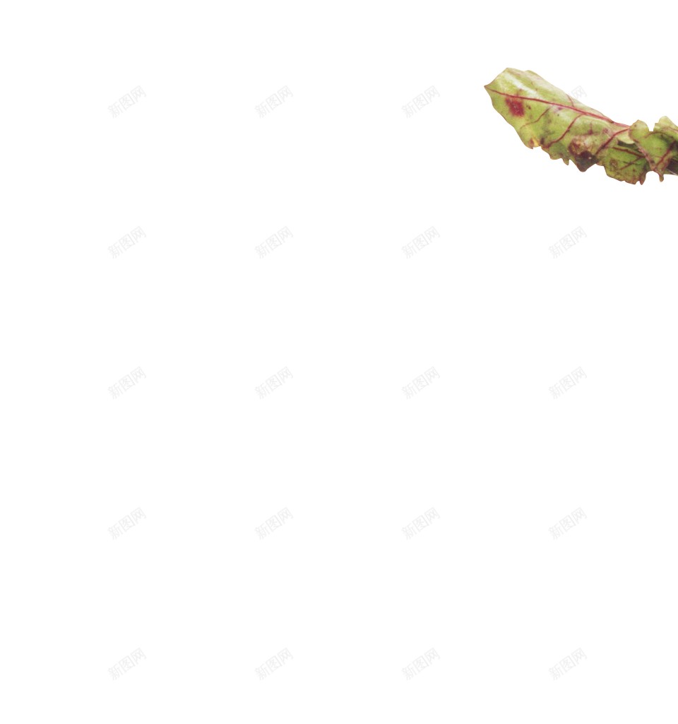甜菜糖萝卜png免抠素材_88icon https://88icon.com 甜菜 糖萝卜