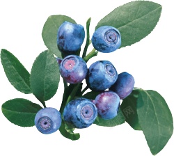 越橘蓝色浆果蓝莓blueberry的复数png图片下载 越橘蓝色浆果蓝莓blueberry的复数素材
