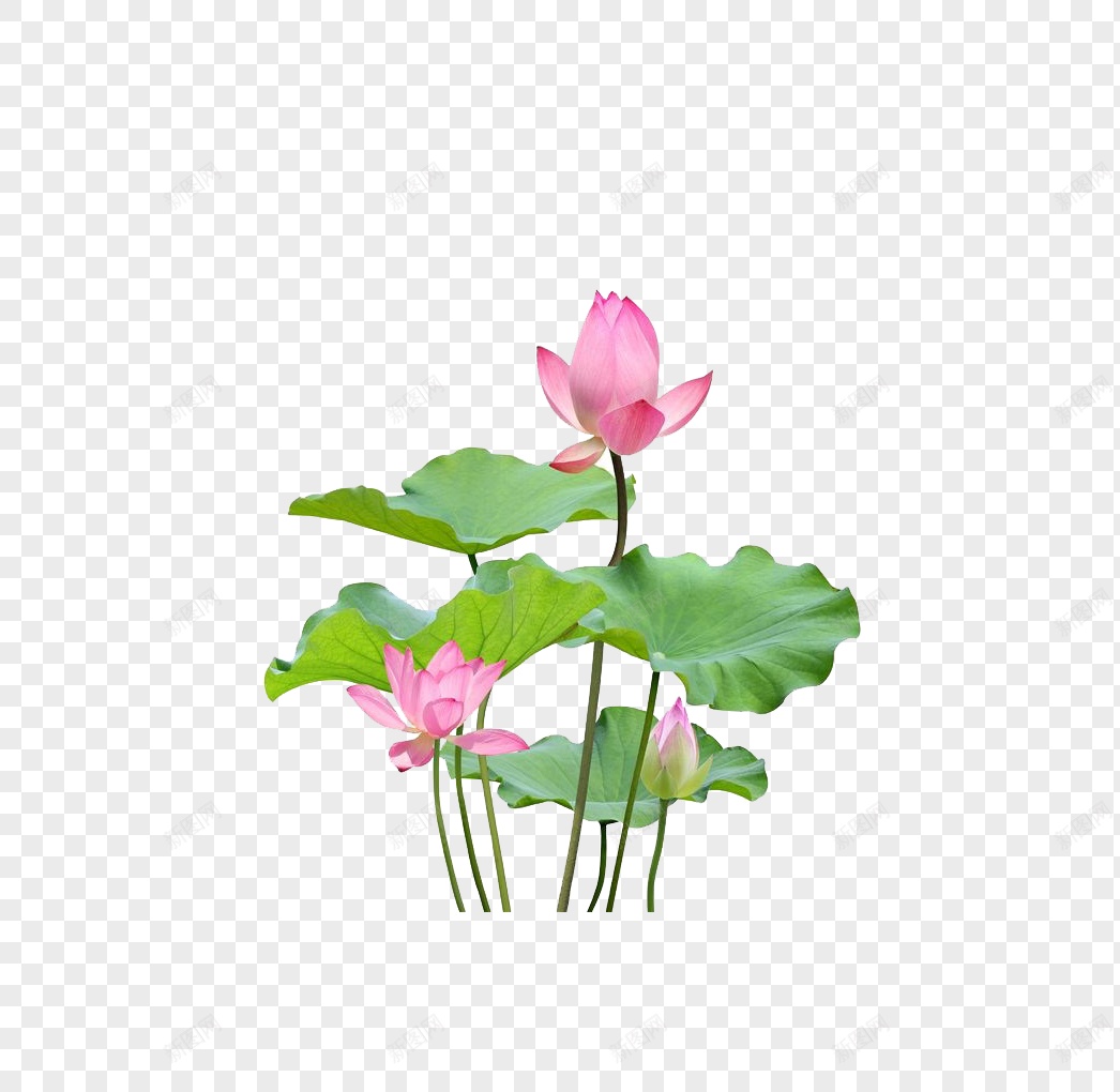 手绘粉红色莲花图案png免抠素材_88icon https://88icon.com 卡通 可爱 夏天 夏季 精美绘画 池塘 荷叶 莲蓬 花苞 荷花 莲花 纯洁 插画
