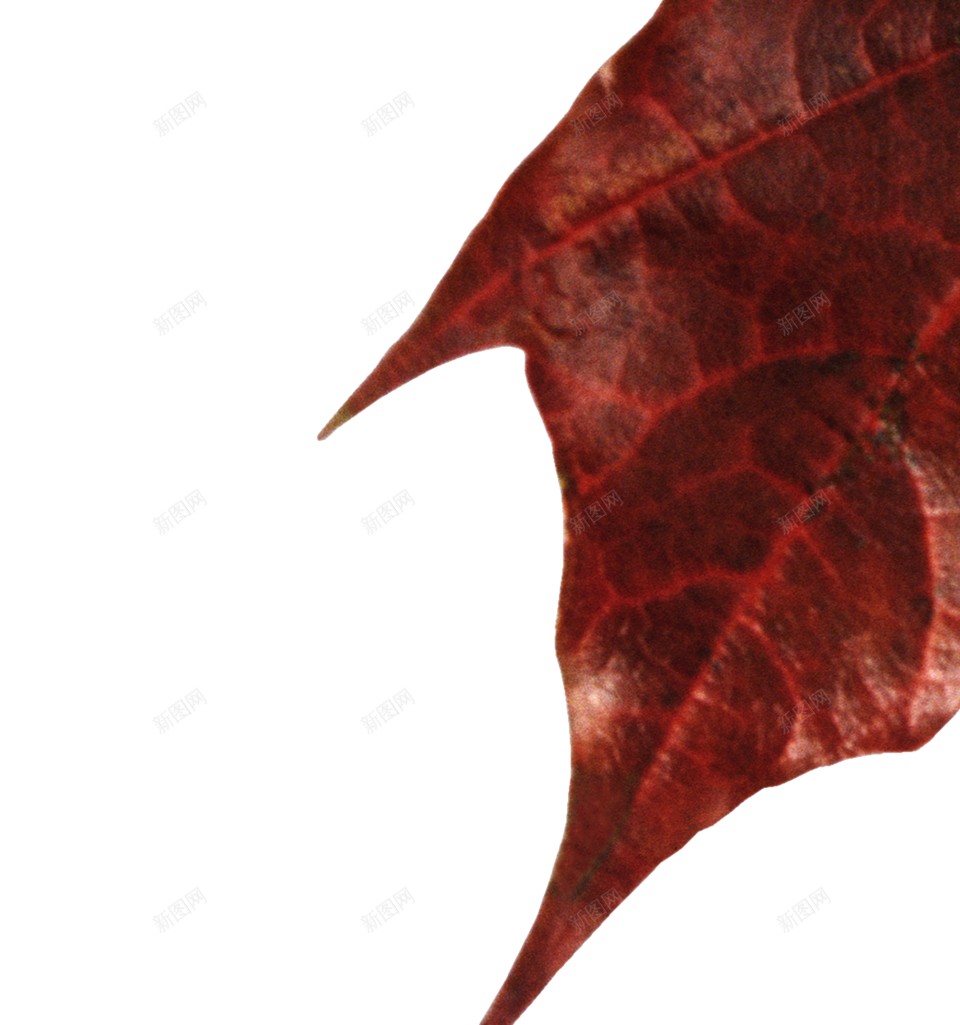 秋季的枫叶png免抠素材_88icon https://88icon.com 水彩枫叶 落叶 黄色枫叶 中秋 枫叶 秋天 秋季 落叶 金秋