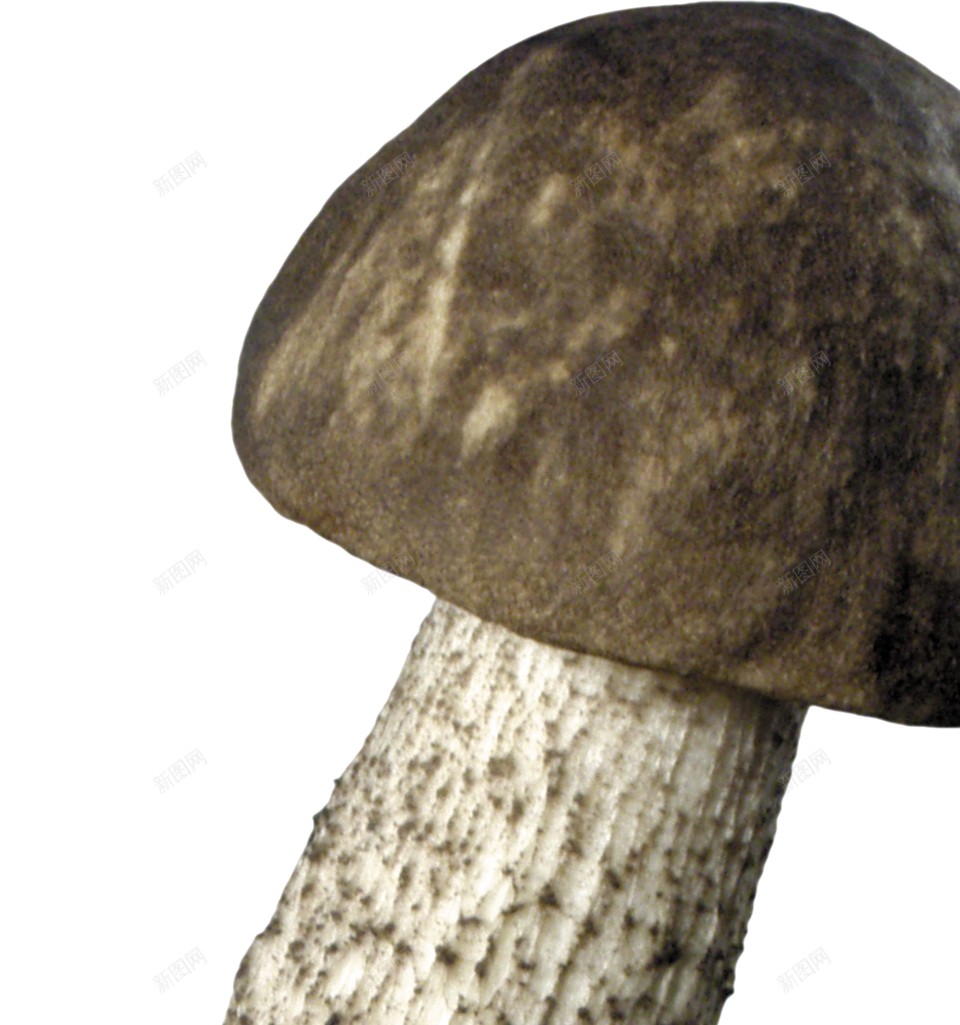 蘑菇蕈png免抠素材_88icon https://88icon.com 蕈 蘑菇