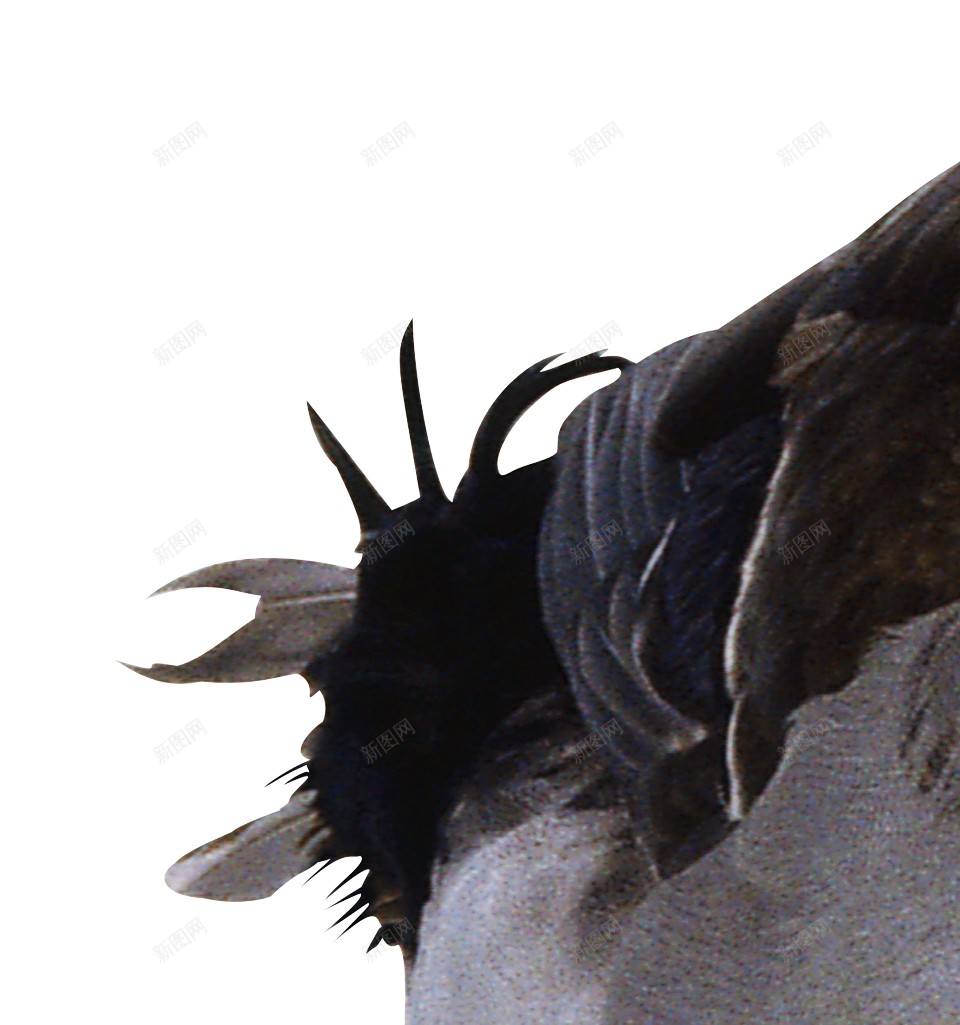 鸭母鸭png免抠素材_88icon https://88icon.com 母鸭 鸭