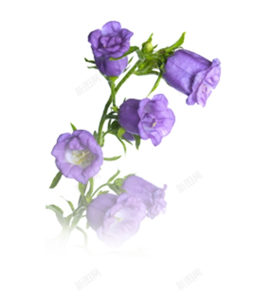 风铃草属吊钟花png免抠素材_88icon https://88icon.com 吊钟花 风铃草属