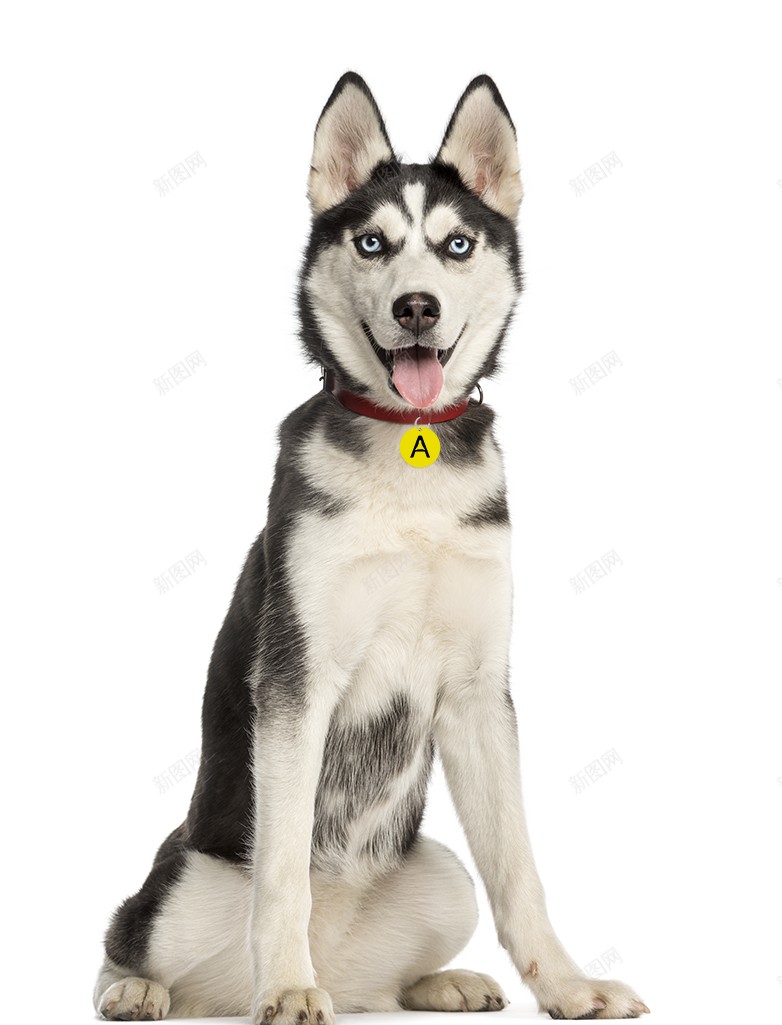 哈士奇宠物狗狗实拍图png免抠素材_88icon https://88icon.com 哈士奇 狗狗 犬 可爱 动物 实拍 宠物 忠诚 小狗