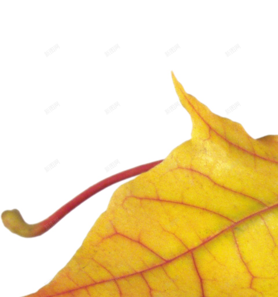 秋季的枫叶png免抠素材_88icon https://88icon.com 水彩枫叶 落叶 黄色枫叶 中秋 枫叶 秋天 秋季 落叶 金秋