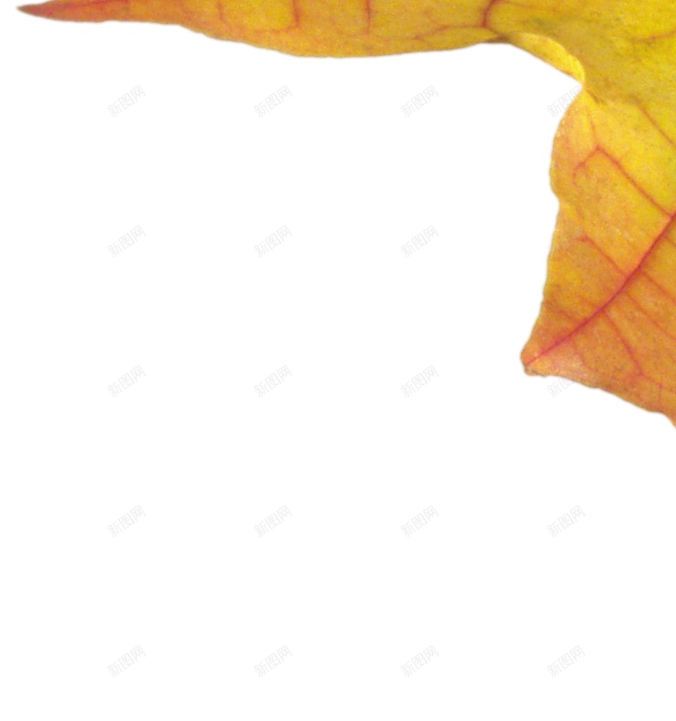 秋季的枫叶png免抠素材_88icon https://88icon.com 水彩枫叶 落叶 黄色枫叶 中秋 枫叶 秋天 秋季 落叶 金秋