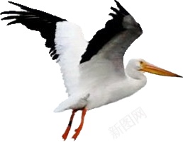 鹈鹕png免抠素材_88icon https://88icon.com 鹈鹕