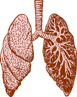 肺png免抠素材_88icon https://88icon.com 肺