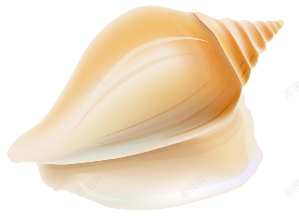 海贝壳png免抠素材_88icon https://88icon.com 海贝壳