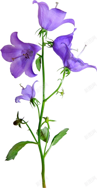 风铃草属吊钟花png免抠素材_88icon https://88icon.com 吊钟花 风铃草属