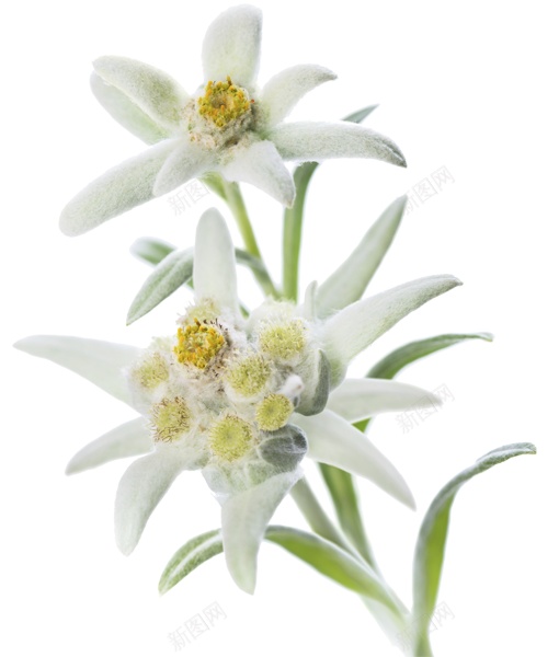火绒草雪绒花png免抠素材_88icon https://88icon.com 火绒草 雪绒花 元素