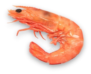 虾小虾png免抠素材_88icon https://88icon.com 小虾 虾