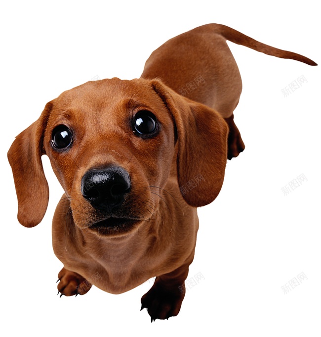 猎獾狗腊肠狗png免抠素材_88icon https://88icon.com 猎獾狗腊肠狗
