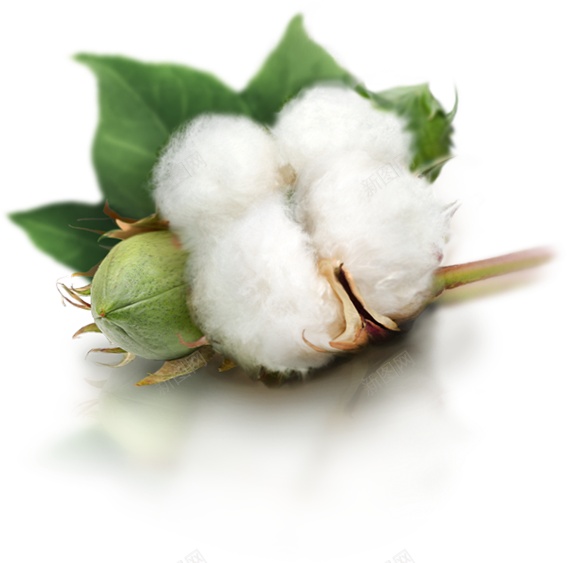 洁白的棉花摄影图png免抠素材_88icon https://88icon.com 棉花 洁白 新疆棉花 纯棉 棉 清新 干花 农作物 植物 纺织 原料