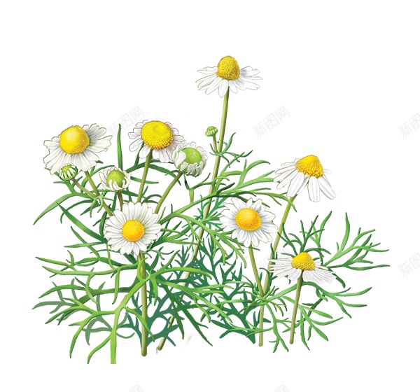 春黄菊属植物甘菊png免抠素材_88icon https://88icon.com 春黄菊属植物 甘菊