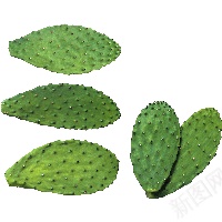 仙人掌科植物仙人掌png免抠素材_88icon https://88icon.com 仙人掌 仙人掌科植物