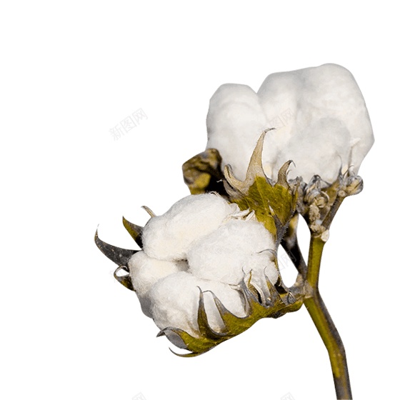 洁白的棉花摄影图png免抠素材_88icon https://88icon.com 棉花 新疆棉花 洁白 纯棉 棉 清新 干花 农作物 植物 纺织 原料