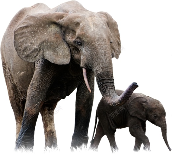 象elephant的复数png免抠素材_88icon https://88icon.com elephant的复数 象