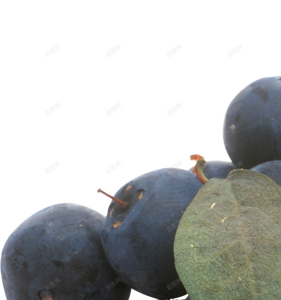 越橘蓝色浆果蓝莓blueberry的复数png免抠素材_88icon https://88icon.com blueberry的复数 越橘蓝色浆果蓝莓