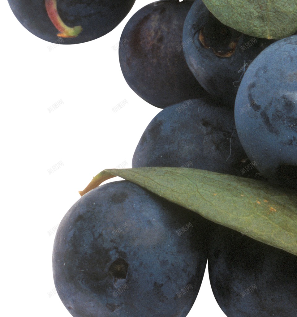 越橘蓝色浆果蓝莓blueberry的复数png免抠素材_88icon https://88icon.com blueberry的复数 越橘蓝色浆果蓝莓