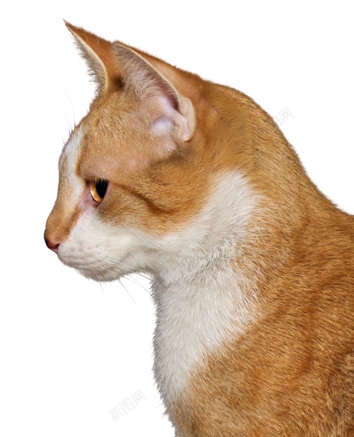猫猫科动物png免抠素材_88icon https://88icon.com 猫 猫科动物