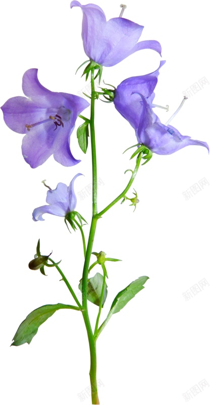 风铃草属吊钟花png免抠素材_88icon https://88icon.com 吊钟花 风铃草属