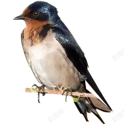 可爱的小燕子png免抠素材_88icon https://88icon.com 燕子 小燕子 春天 飞翔 飞行 飞鸟 鸟类