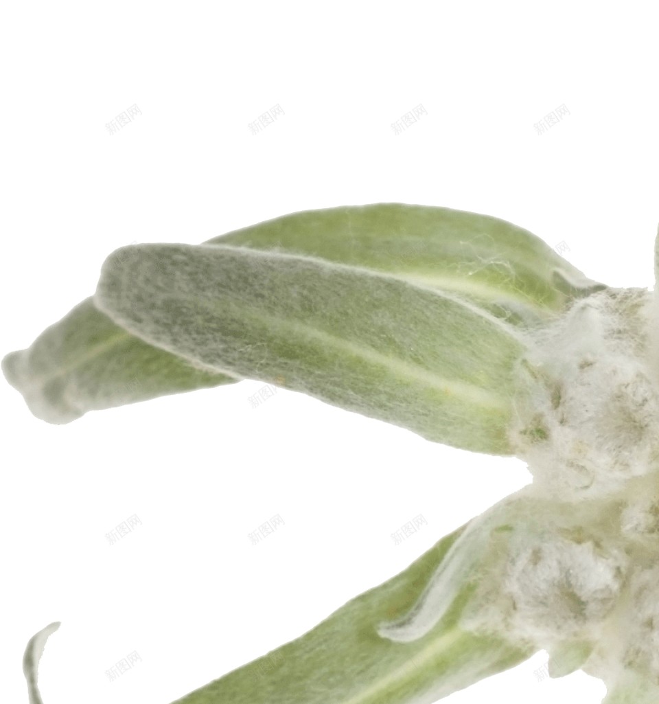 火绒草雪绒花png免抠素材_88icon https://88icon.com 火绒草 雪绒花