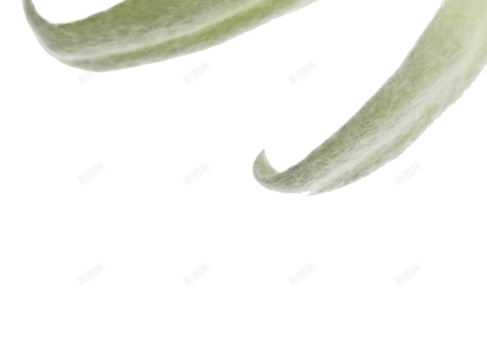 火绒草雪绒花png免抠素材_88icon https://88icon.com 火绒草 雪绒花