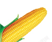 玉米玉米棒玉米粒苞米图片png免抠素材_88icon https://88icon.com 玉米 农作物 玉米棒 玉米粒 甜玉米 糯玉米 苞米