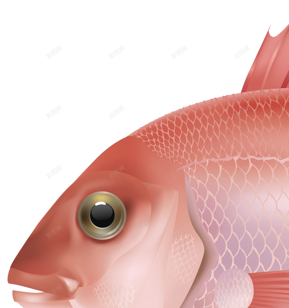 鱼鱼肉png免抠素材_88icon https://88icon.com 鱼 鱼肉