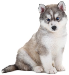 哈士奇宠物狗狗实拍图png免抠素材_88icon https://88icon.com 哈士奇 狗狗 犬 可爱 动物 实拍 宠物 忠诚 小狗