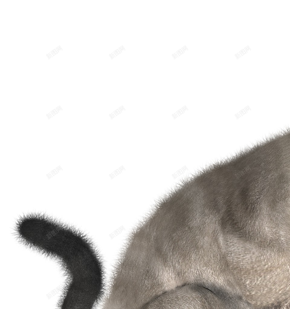 猫猫科动物png免抠素材_88icon https://88icon.com 猫 猫科动物