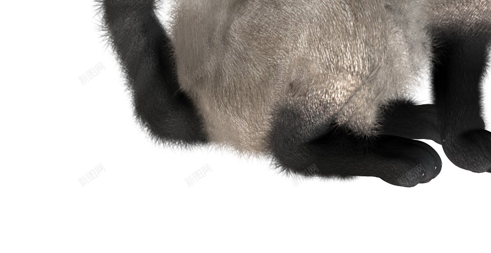 猫猫科动物png免抠素材_88icon https://88icon.com 猫 猫科动物