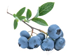 越橘蓝色浆果蓝莓blueberry的复数png图片下载 越橘蓝色浆果蓝莓blueberry的复数素材