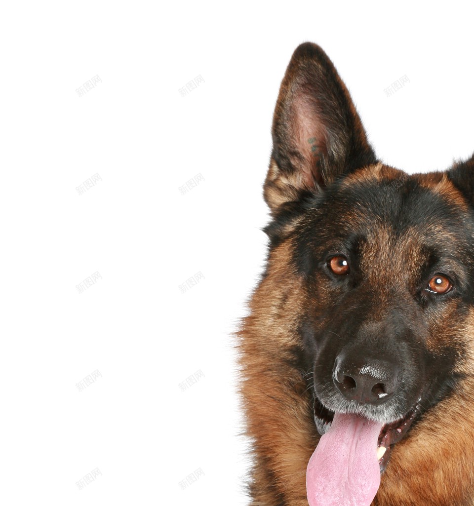 德国牧羊犬狼犬png免抠素材_88icon https://88icon.com 德国牧羊犬 狼犬
