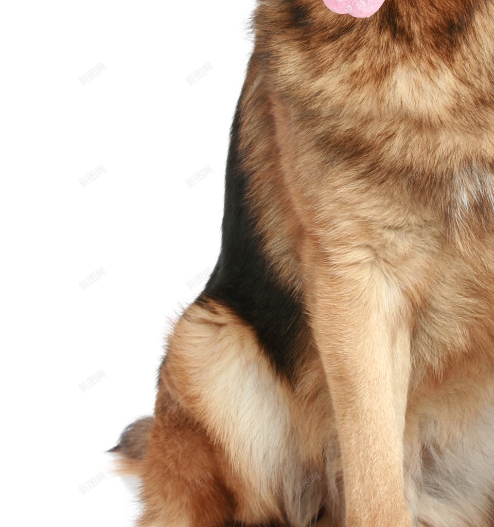 德国牧羊犬狼犬png免抠素材_88icon https://88icon.com 德国牧羊犬 狼犬